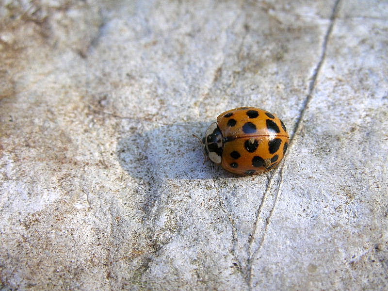 Harmonia axyridis?